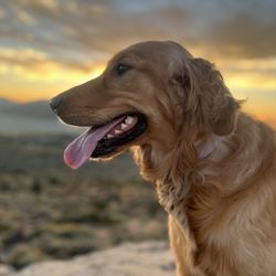 Liberty Mobile Pet Grooming
