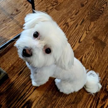 PetSmart - Maltese Magic - Pet Stores Near Me - Glenview, Illinois
