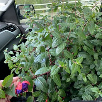 Carpinito Brothers - This is a ginormous fuchsia basket ($42). The Mother loves it! - Nurseries & Gardening Near Me - Kent, Washington