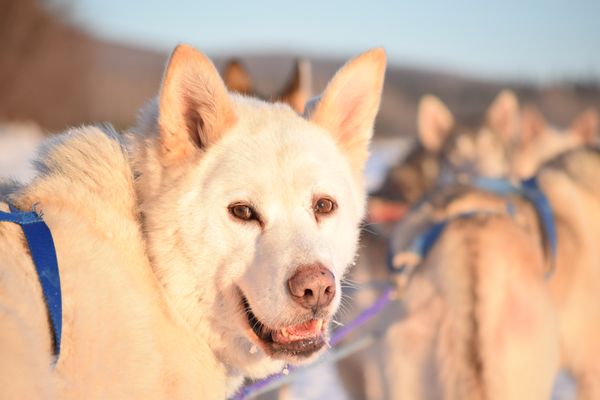 Alaska Homestead Adventures by null