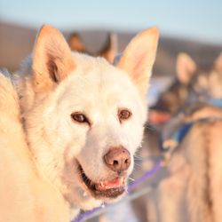 Alaska Homestead Adventures - Our dog Polar