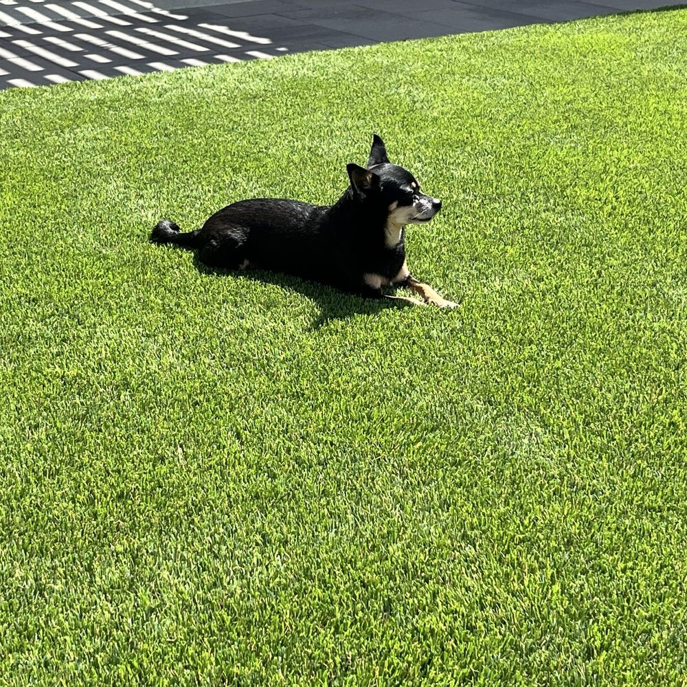 Big Bully Turf - Artificial Turf Near Me - Scottsdale, Arizona