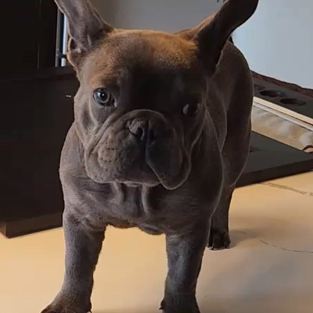 4months old 4months old