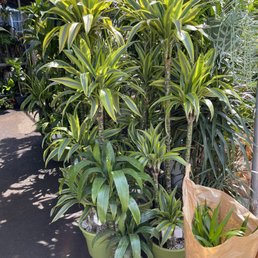 Healthy-looking dracanae of varying sizes from $60-$100+