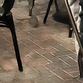 The Perch - Actual rat that "visited" us three times. - Breweries Near Me - Chicago, Illinois The Perch - Actual rat that "visited" us three times. - Breweries Near Me - Chicago, Illinois