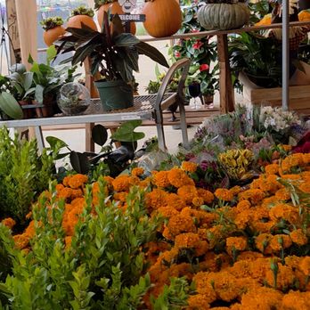 Blooming Flowers - Florists Near Me - Vista, California Blooming Flowers - Florists Near Me - Vista, California