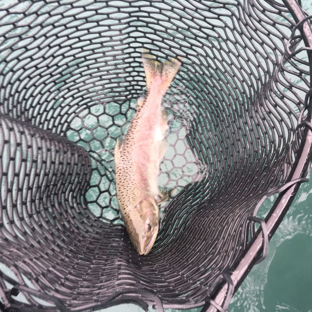 Kenai River Float-n-Fish - Fishing Near Me - Cooper Landing, Alaska Kenai River Float-n-Fish - Fishing Near Me - Cooper Landing, Alaska