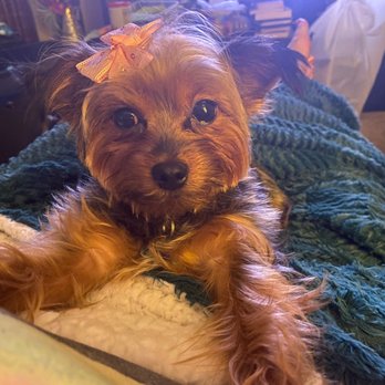 Furtician - Pet Groomers Near Me - Bothell, Washington