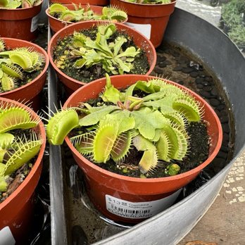 Flowerland Nursery - Venus fly traps - Nurseries & Gardening Near Me - Albany, California Flowerland Nursery - Venus fly traps - Nurseries & Gardening Near Me - Albany, California