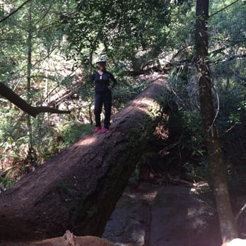 Cataract Falls Trail - A giant log above a creek - Hiking Near Me Cataract Falls Trail - A giant log above a creek - Hiking Near Me
