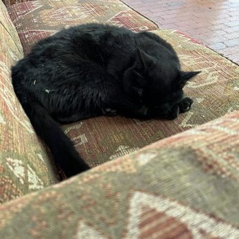 El Pinto - Kitty snoozing on the patio - New Mexican Cuisine Near Me - Albuquerque, New Mexico