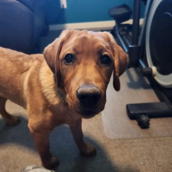 Puppy K All Day - Pet Training Near Me