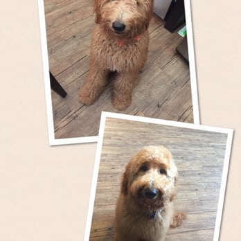 Clean Critters - 6 month old Preston just had his first puppy cut!  Thanks Kevin! - Pet Groomers Near Me - Austin, Texas