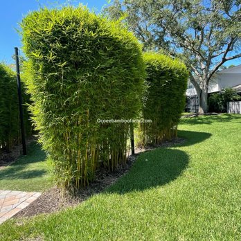 Ocoee bamboo Farm - How to get Privacy in your backyard with Graceful Bamboo | Ocoee Bamboo Farm - Nurseries & Gardening Near Me - Ocoee, Florida
