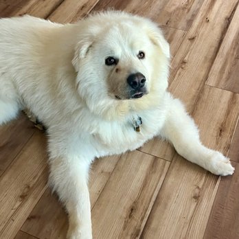 Sleeps With Dogs Pet Sitting - Kodiak - Pet Sitting Near Me