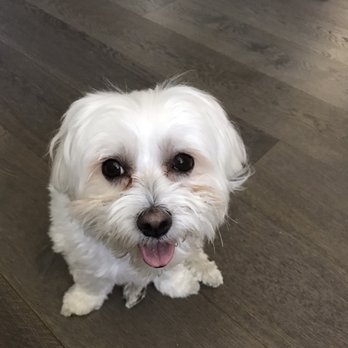 Crate Escape Livermore - Dog Walkers Near Me