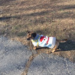 Fall River Dog Park - Happy holidays from Daisy Mae