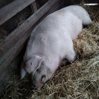 BENNER’S FARM - Updated December 2025 - 55 Photos & 29 Reviews - 56 ...