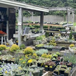 Oliver Nurseries - So many different plants in all sizes