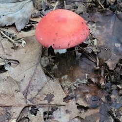 Swibold Trail - Mushroom