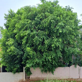 ANC Landscaping Services - Landscaping Near Me - Victorville, California ANC Landscaping Services - Landscaping Near Me - Victorville, California