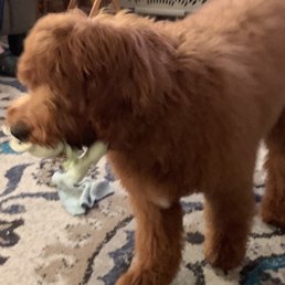 Penelope after her trim! Penelope after her trim!