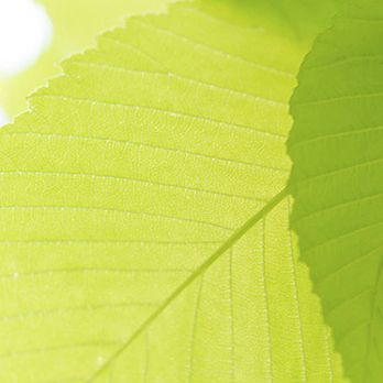 Fitness Tree Service - Tree Services Near Me - Wilmington, North Carolina Fitness Tree Service - Tree Services Near Me - Wilmington, North Carolina