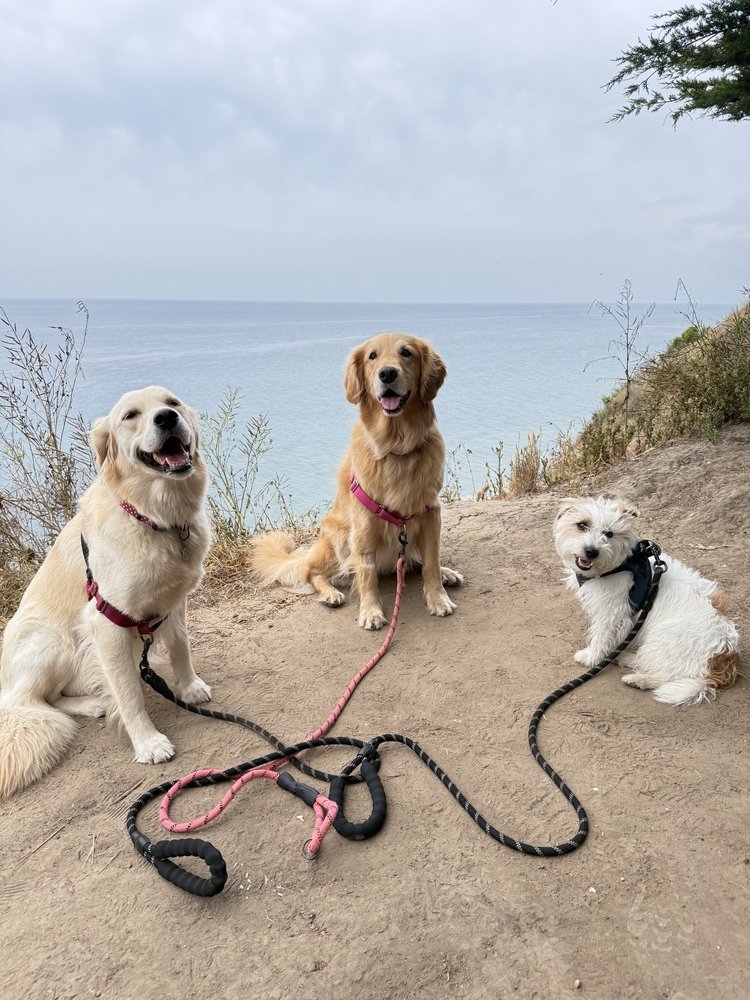 BEST FRIEND PETSITTER - Updated June 2026 - 24 Photos & 16 Reviews ...