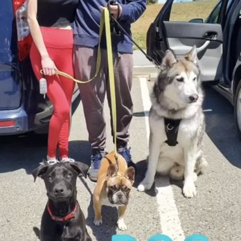 Zen Your Dog - Pet Training Near Me