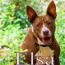 My pit bull Elsa is now 10+ years old, and precious to me.  I first came to your store because a coupon from Operation Kindness.
