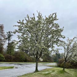 Eagle Overlook - The trees are blossoming