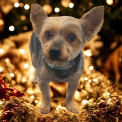 Zoomin Groomin