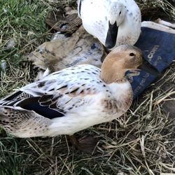 Metzer Farms - Dylan, Welsh Harlequin female