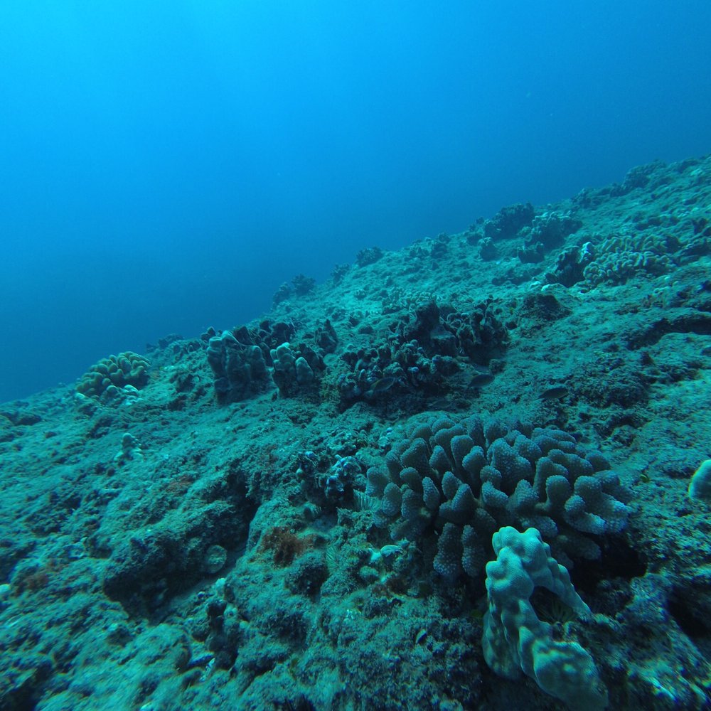 Underwater Oahu - Scuba Diving Near Me - Waianae, Hawaii Underwater Oahu - Scuba Diving Near Me - Waianae, Hawaii