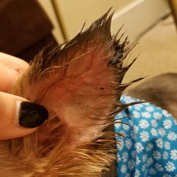My Pet Garden - Pet Stores Near Me - Pasadena, California
