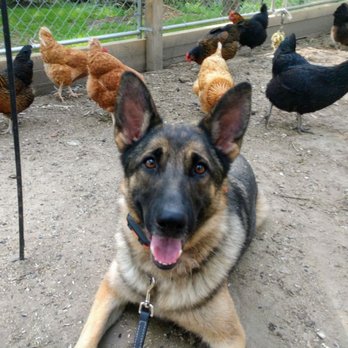 Carolina's Dog Trainer - Zeva passes the Caughman's Canines Chicken Challenge - Pet Training Near Me - Lancaster, South Carolina Carolina's Dog Trainer - Zeva passes the Caughman's Canines Chicken Challenge - Pet Training Near Me - Lancaster, South Carolina