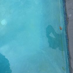 Bell Pool & Spa - They never brush walls or tile