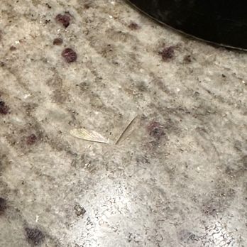 Copper Bar - Yeah that's bug wings all over our 'clean' table - Bars Near Me - Kohala Coast, Hawaii Copper Bar - Yeah that's bug wings all over our 'clean' table - Bars Near Me - Kohala Coast, Hawaii