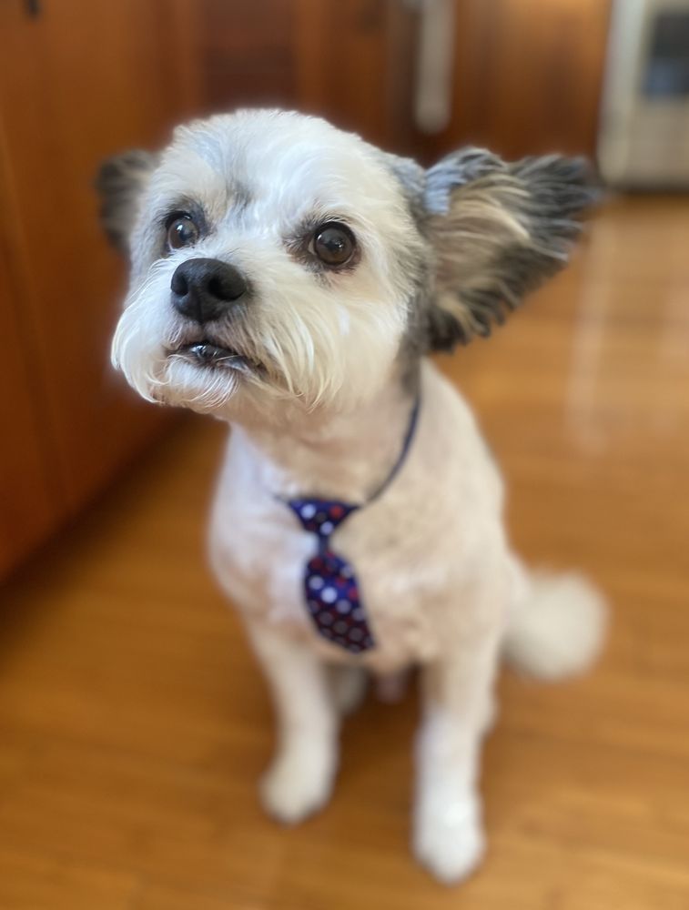 NAILS TO TAILS MOBILE PET GROOMING Updated August 2024 Dublin, California Pet Groomers