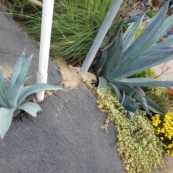 Weidners' Gardens - Agave Americana pup bursts out through the asphalt - Nurseries & Gardening Near Me - Encinitas, California Weidners' Gardens - Agave Americana pup bursts out through the asphalt - Nurseries & Gardening Near Me - Encinitas, California