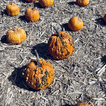 Ferrari Farms - Witchy warty pumpkins - Pick Your Own Farms Near Me - Reno, Nevada Ferrari Farms - Witchy warty pumpkins - Pick Your Own Farms Near Me - Reno, Nevada