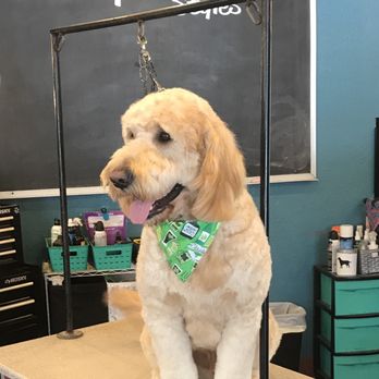 Classy Canine Styles - Big Doodles welcome - Pet Groomers Near Me - Jackson, Michigan