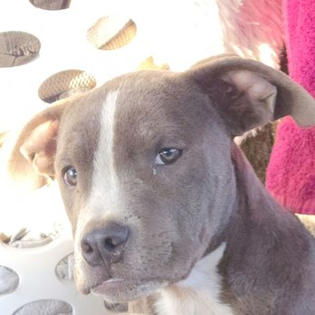 Paws for Julia - Animal Shelters Near Me - Modesto, California Paws for Julia - Animal Shelters Near Me - Modesto, California