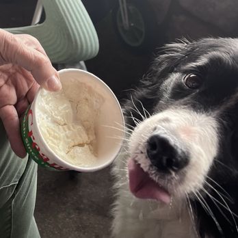 Liks Ice Cream - My dog loving her Liks!! - Ice Cream & Frozen Yogurt Near Me - Conifer, Colorado Liks Ice Cream - My dog loving her Liks!! - Ice Cream & Frozen Yogurt Near Me - Conifer, Colorado