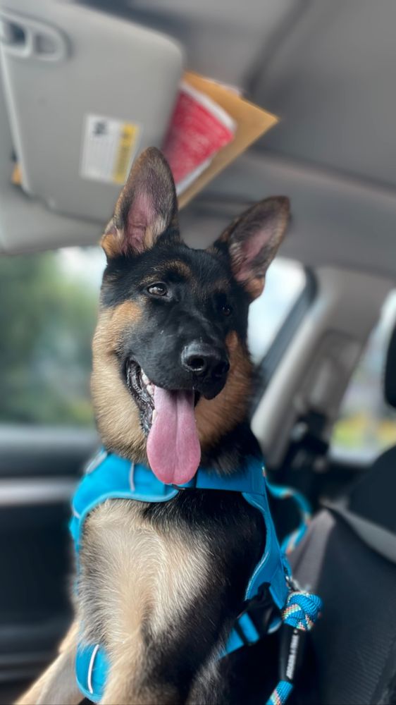 Doggy walks for U - pet boarding facility in Philadelphia, PA