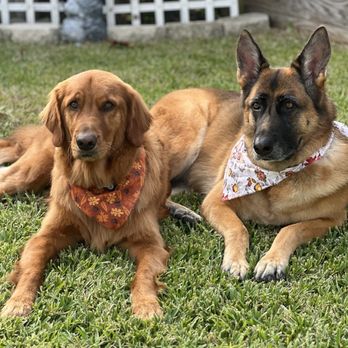 Champ & Charlie's Grooming Salon - Pet Groomers Near Me - Coconut, Florida