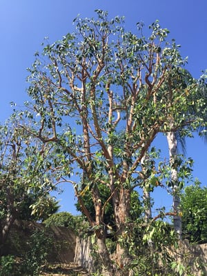 Tree thinning and trimming - HLS Tree Service is a locally owned and operated company that values honesty, integrity, and treats your property with respect and care. We offer tree trimming and removal services that are customizable to the needs of the home or business owner. We pride ourselves on the quality of our work, as well as our commitment to outstanding results. Tree thinning and trimming - HLS Tree Service is a locally owned and operated company that values honesty, integrity, and treats your property with respect and care. We offer tree trimming and removal services that are customizable to the needs of the home or business owner. We pride ourselves on the quality of our work, as well as our commitment to outstanding results.