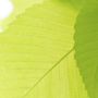 Photo of Davis Tree Service