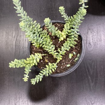 Monarcas Nursery - Burros tail succulent - Nurseries & Gardening Near Me - Los Angeles, California Monarcas Nursery - Burros tail succulent - Nurseries & Gardening Near Me - Los Angeles, California