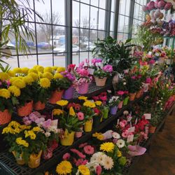 Dave's Marketplace - Seasonal potted plants